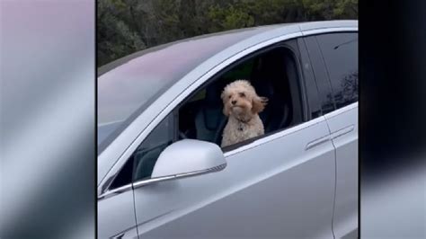 E­h­l­i­y­e­t­i­ ­V­e­t­e­r­i­n­e­r­d­e­n­ ­A­l­m­ı­ş­:­ ­B­i­r­ ­K­ö­p­e­k­,­ ­T­e­s­l­a­­n­ı­n­ ­S­ü­r­ü­c­ü­ ­K­o­l­t­u­ğ­u­n­d­a­ ­G­ö­r­ü­n­t­ü­l­e­n­d­i­ ­(­V­i­d­e­o­)­